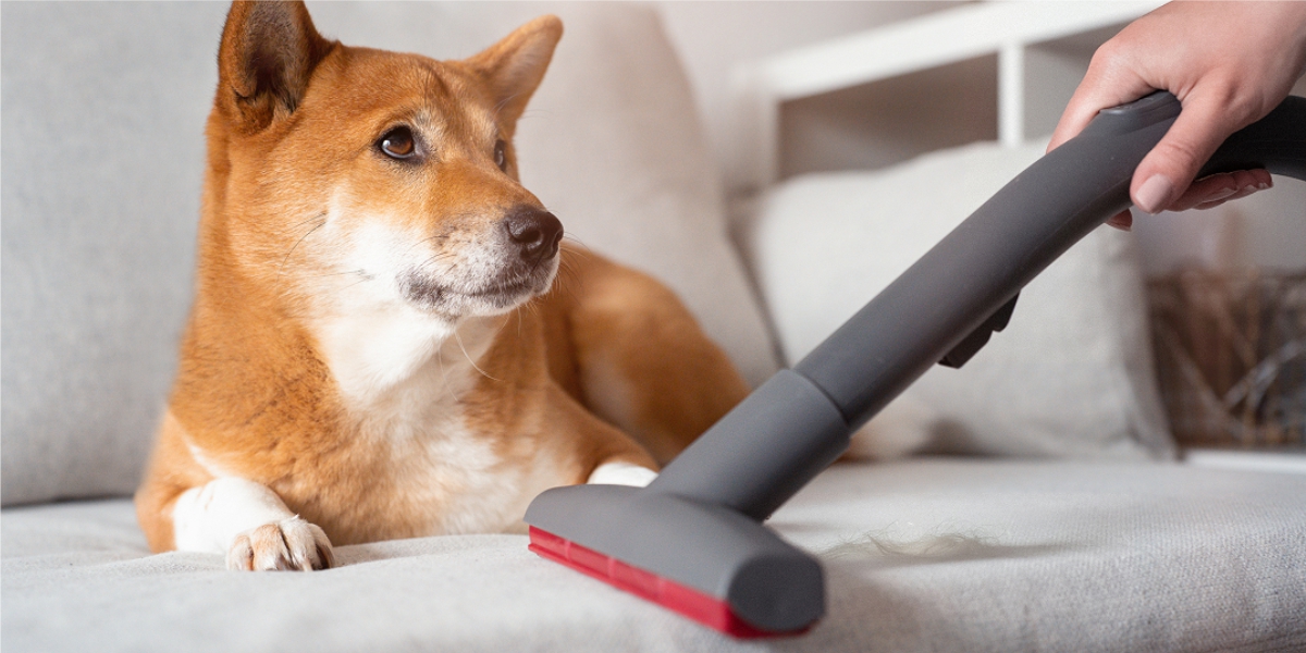 Jaki odkurzacz do sierści psa i kota wybrać? Kompletny poradnik